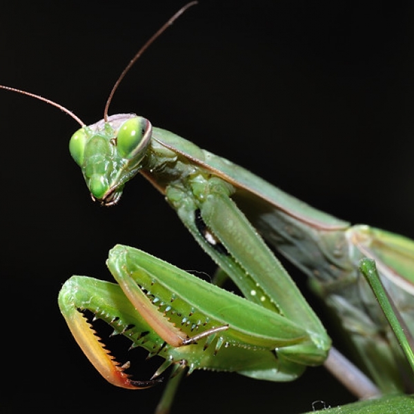 Kudlanka nábožná (Mantis religiosa)