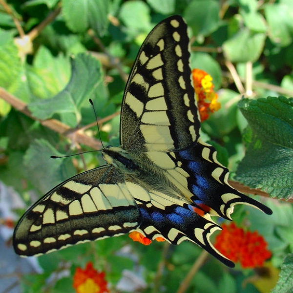Otakárek fenyklový (Papilio Machaon)